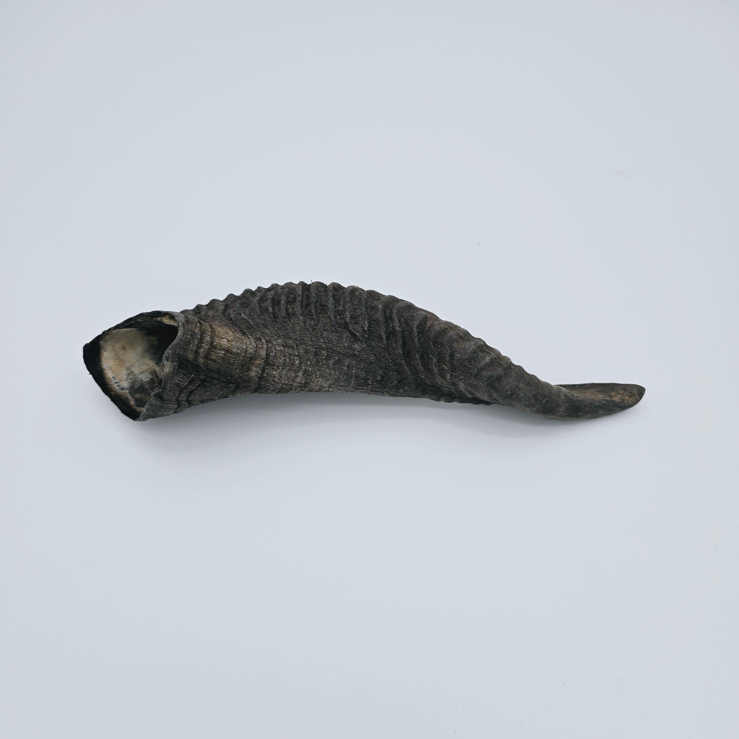Raw Egyptian Ram's Horns