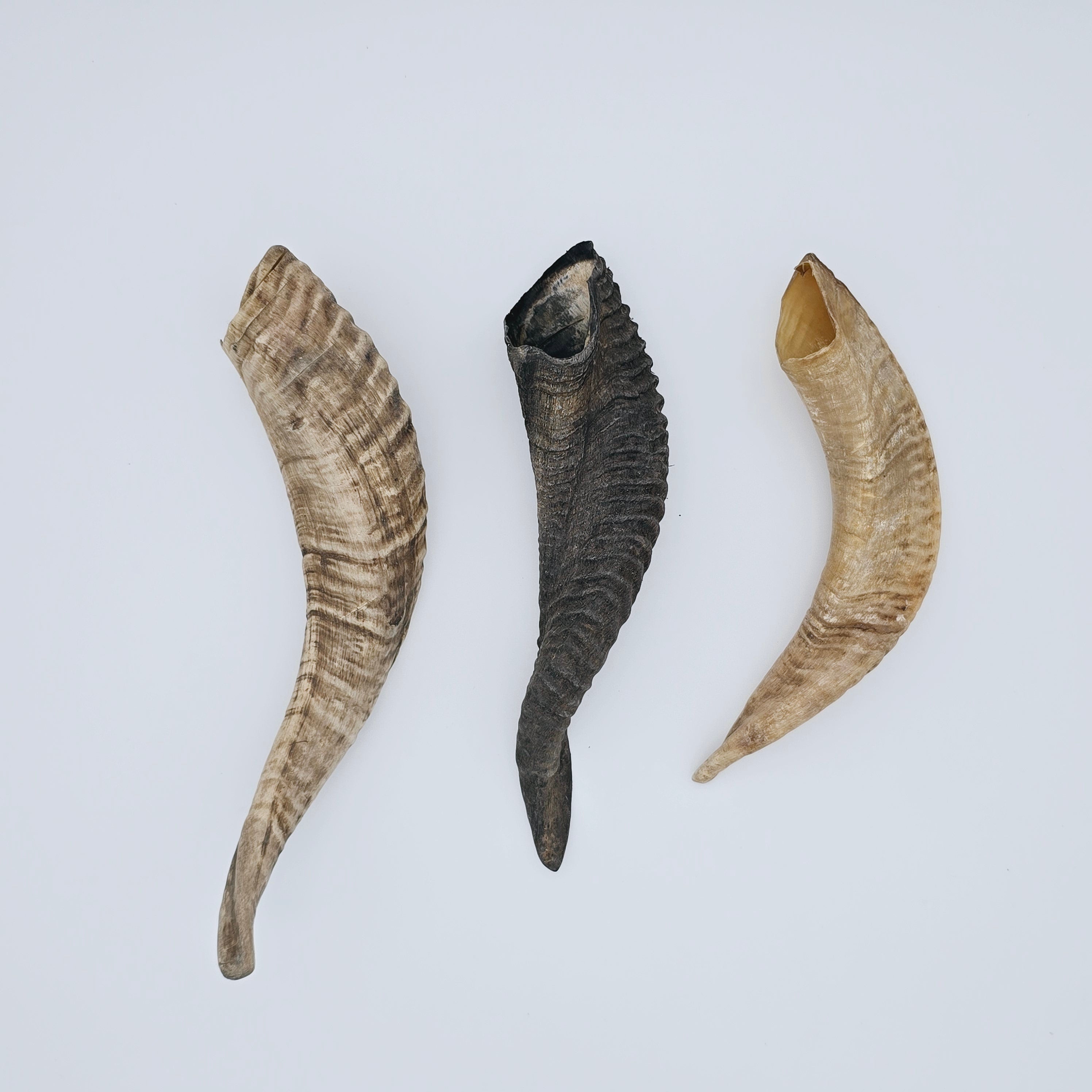 Shofar Factory
