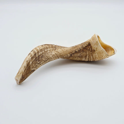 Shofar Factory - Cut and Drilled Shofars