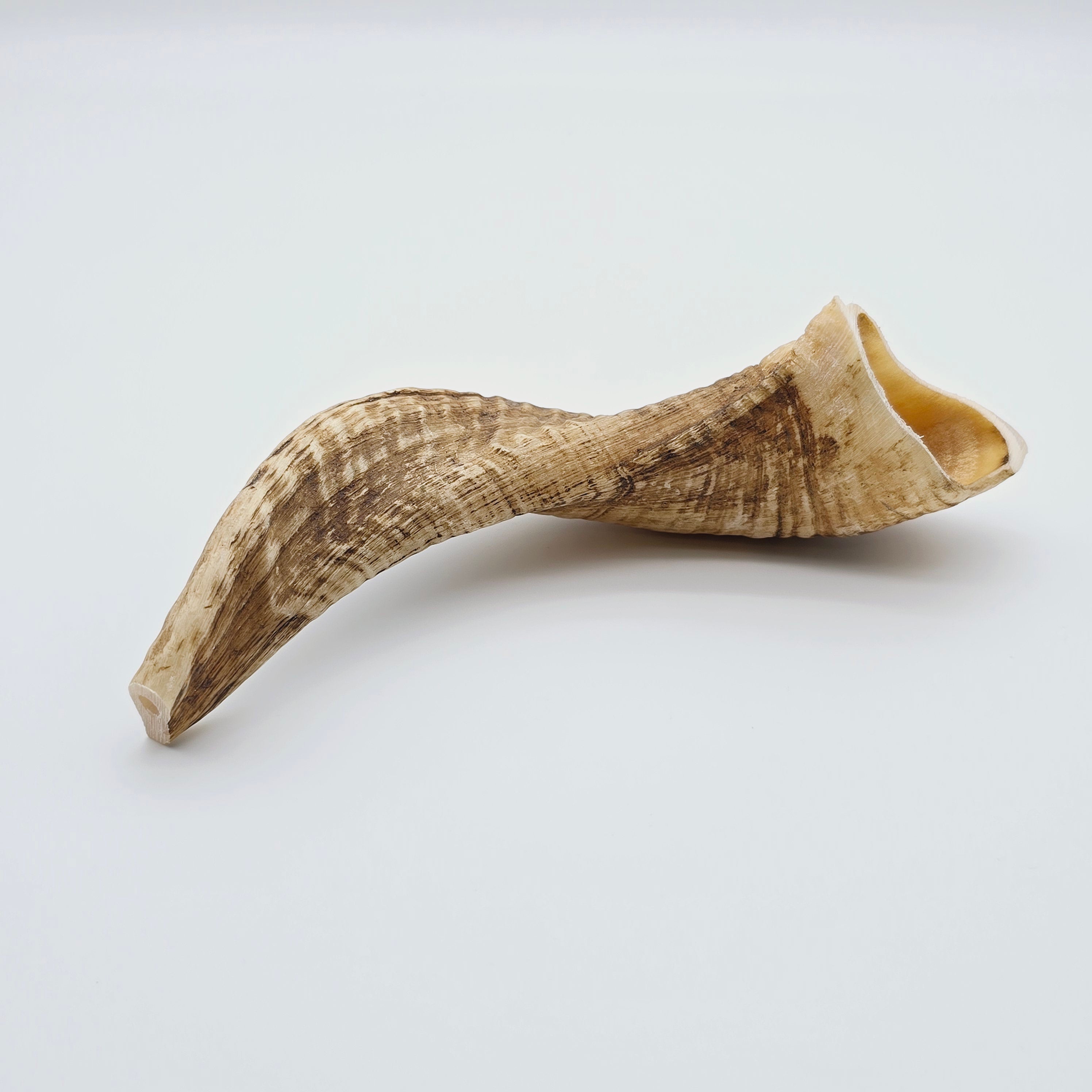 Cut and Drilled Egyptian Ram's Horns