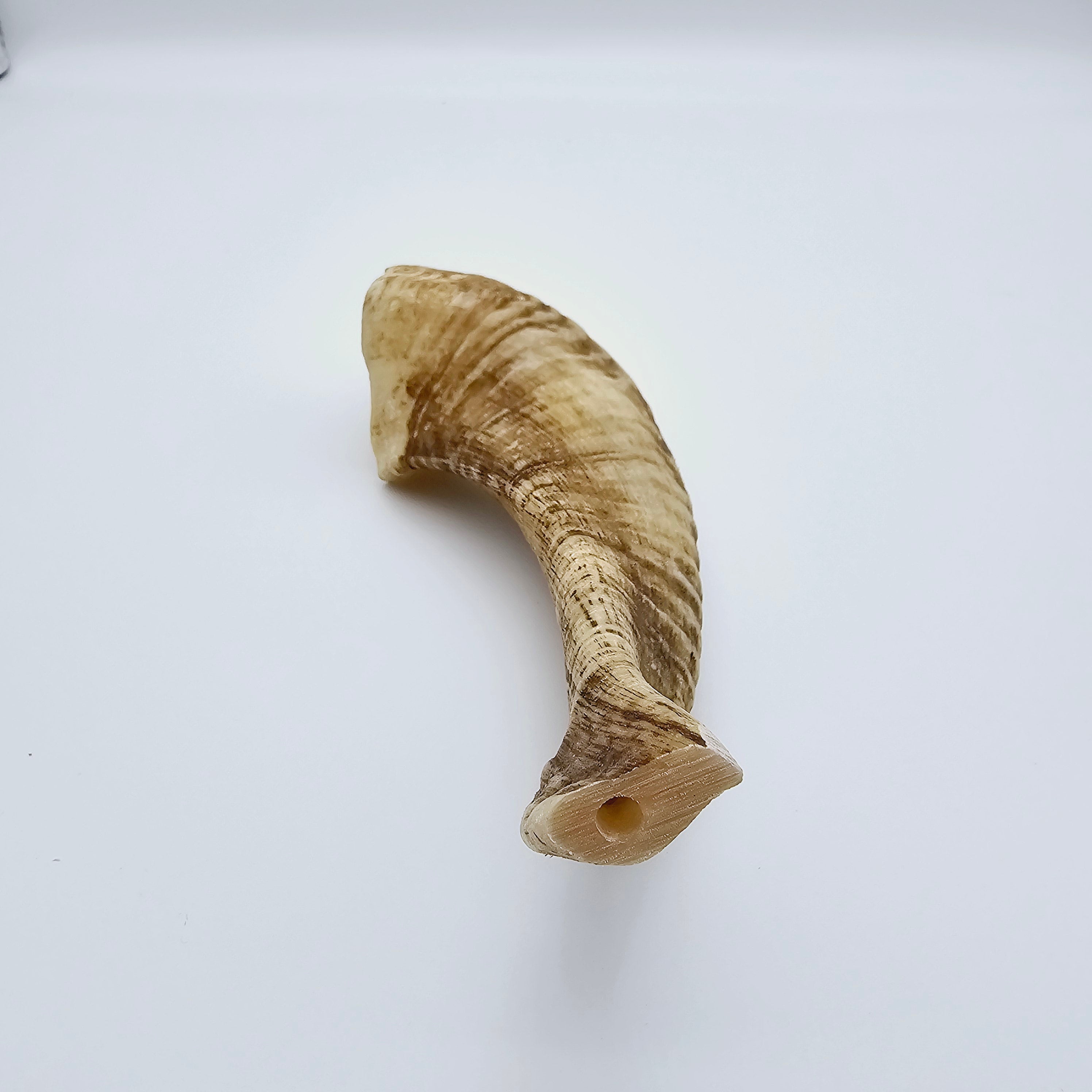 Cut and Drilled Egyptian Ram's Horns