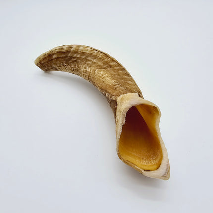 Shofar Factory - Cut and Drilled Shofars