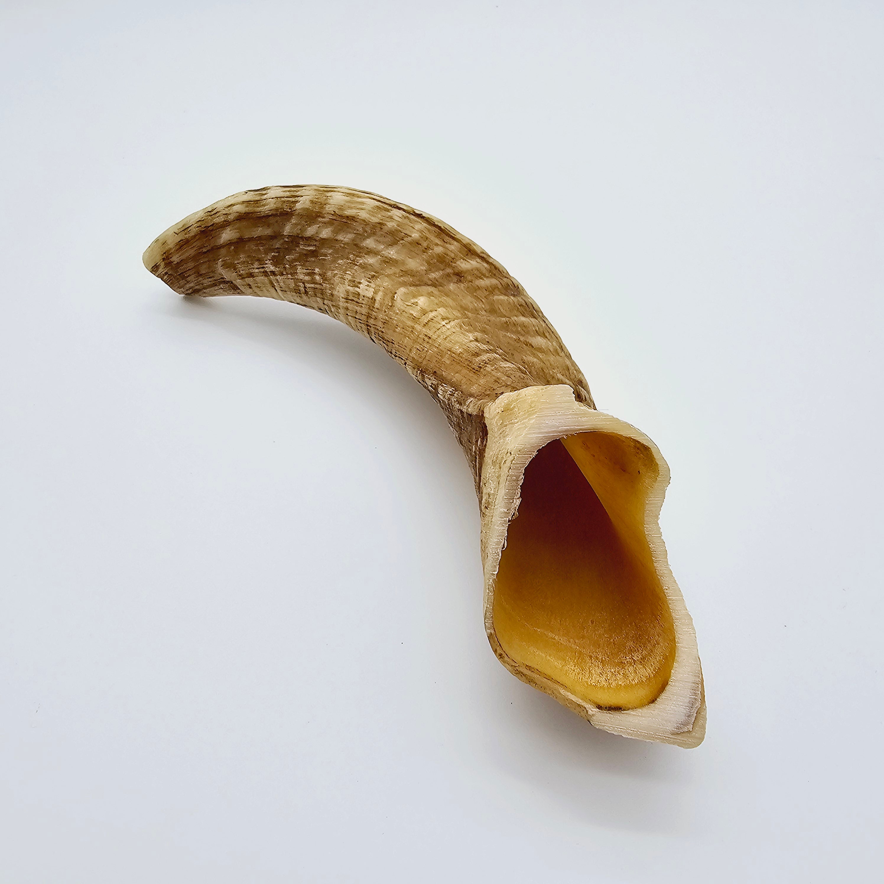 Cut and Drilled Egyptian Ram's Horns