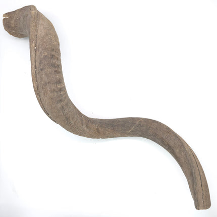 Shofar Factory Display Set