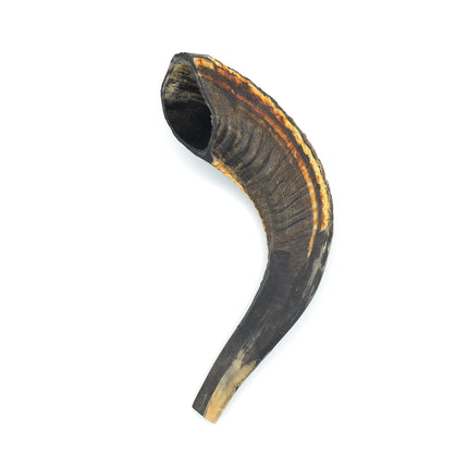 Modified, Cut and Drilled Moroccan Ram's Horns