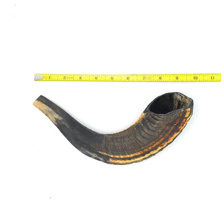 Modified, Cut and Drilled Moroccan Ram's Horns