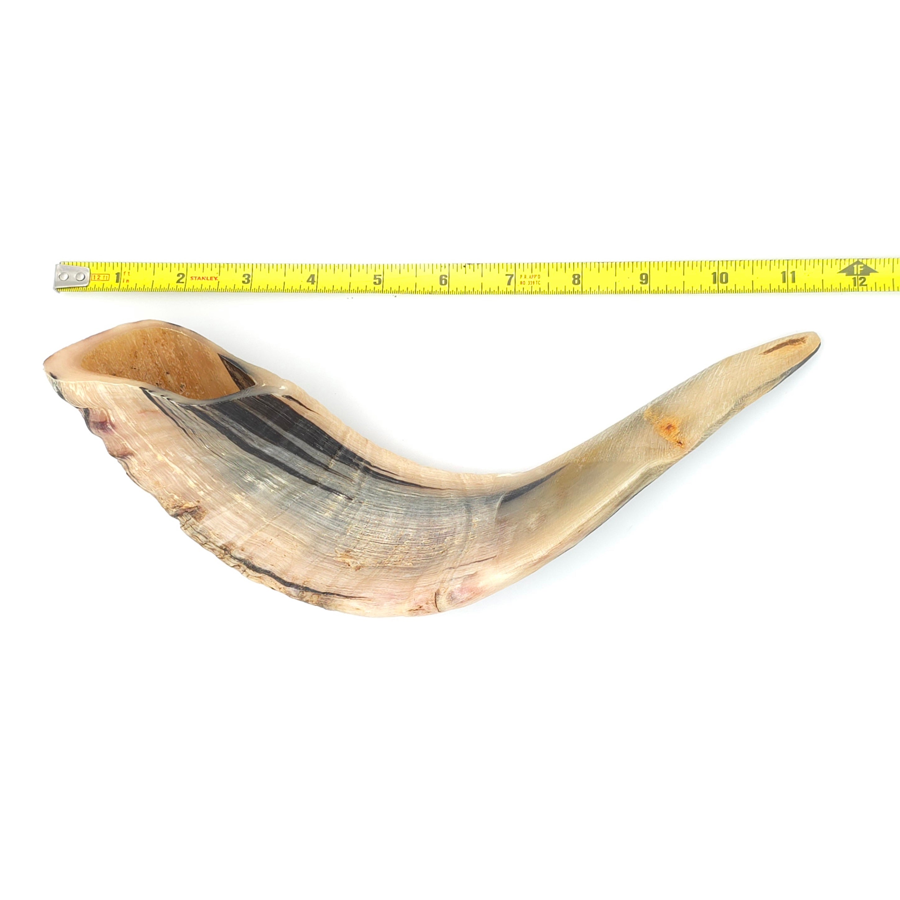 Straightened Moroccan Ram's Horns