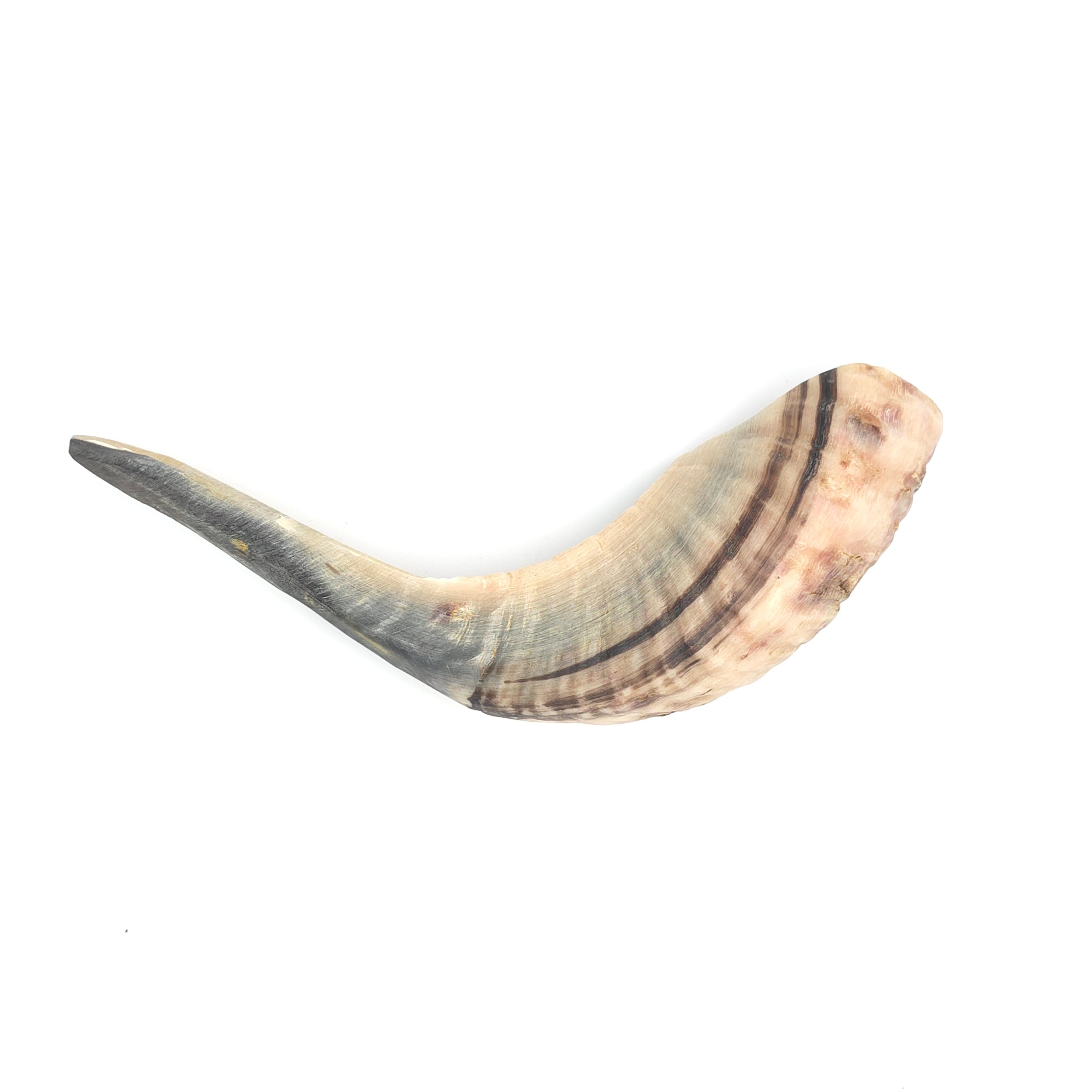 Straightened Moroccan Ram's Horns