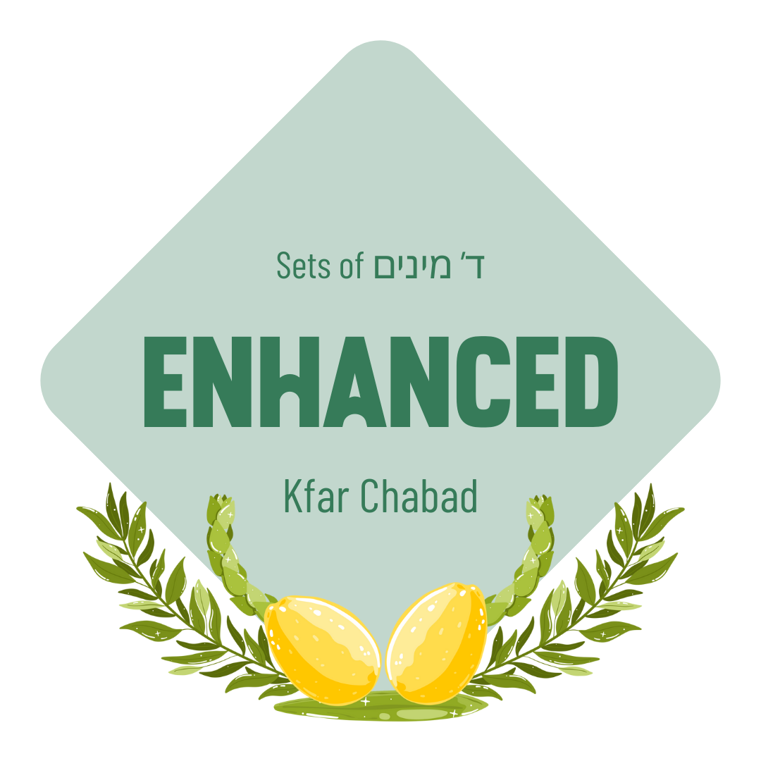 Lulav & Esrog Set - Enhanced (Kfar Chabad)