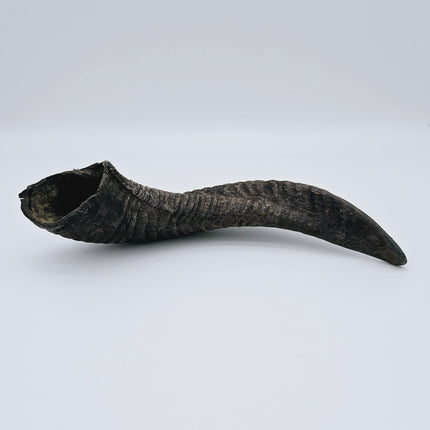 Raw Shofars - For Shofar Factory