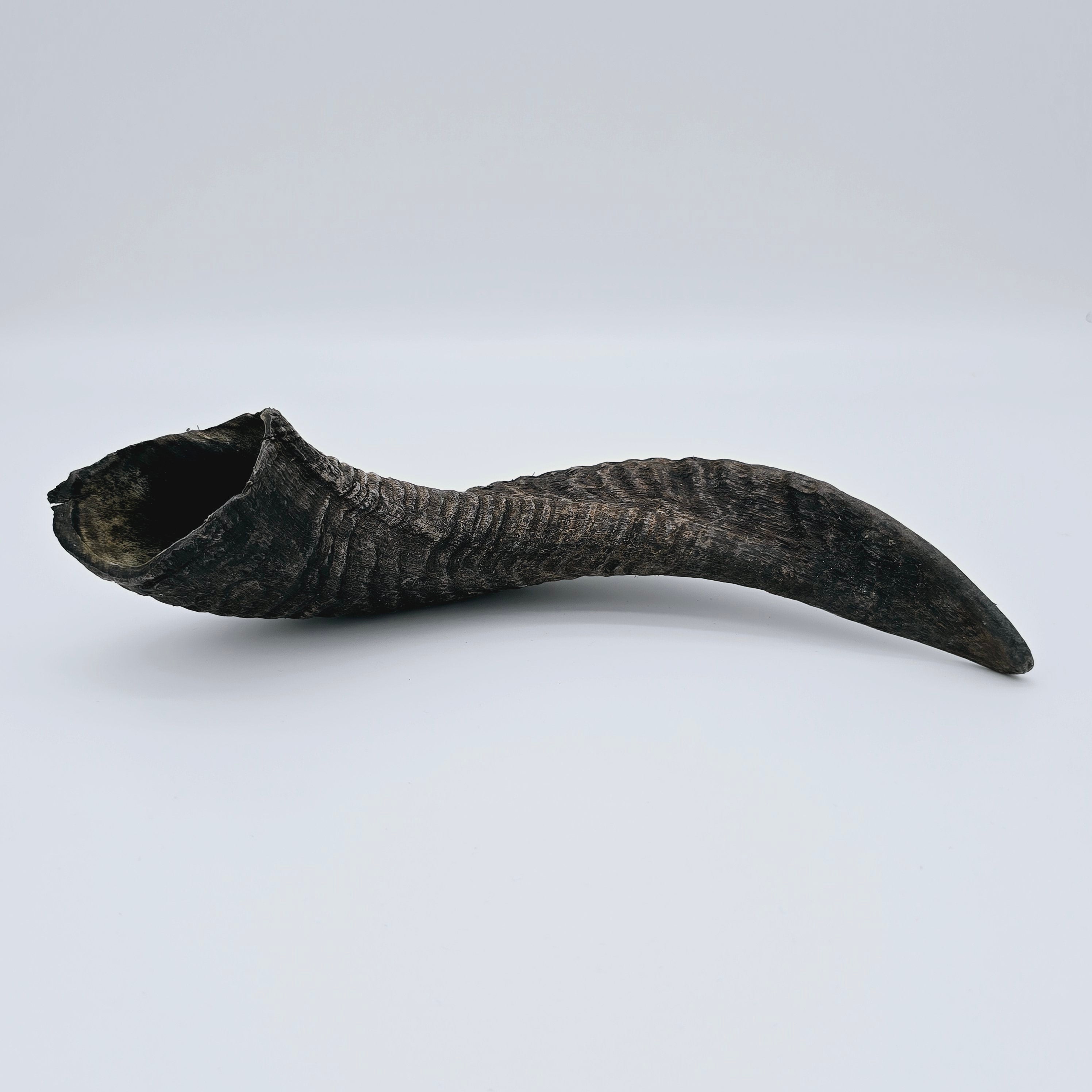 Raw Egyptian Ram's Horns
