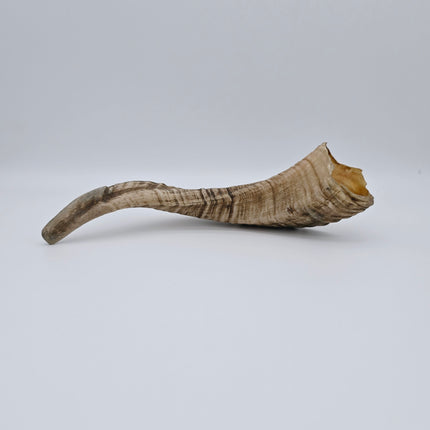 Raw Shofars - For Shofar Factory