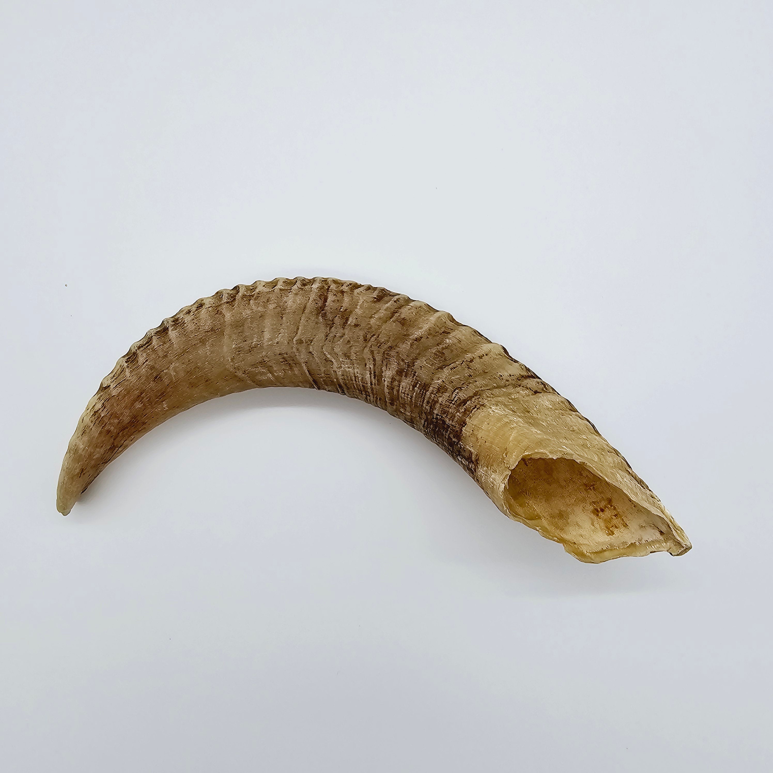 Raw Egyptian Ram's Horns