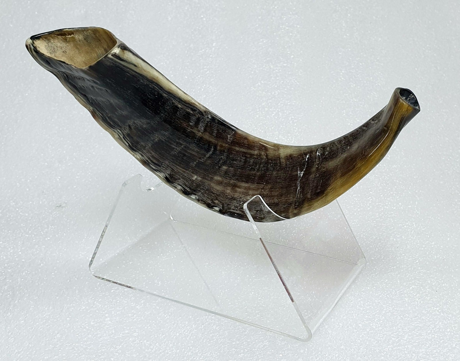 Polished Shofar with Display Stand