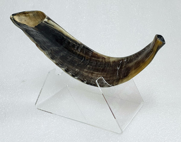 Polished Shofar with Display Stand