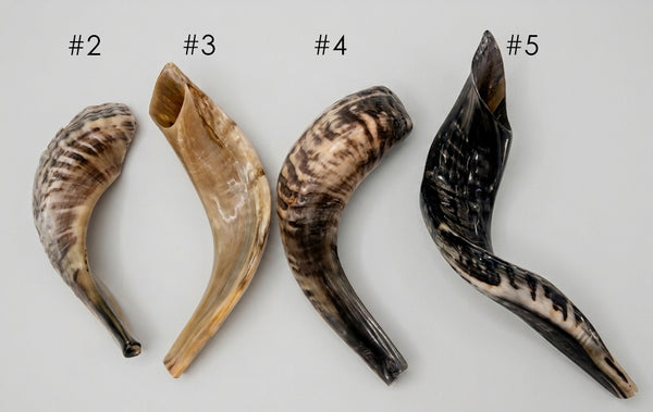 Finished Shofars