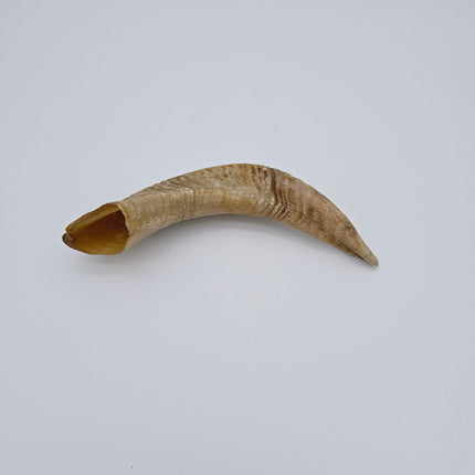 Raw Shofars - For Shofar Factory