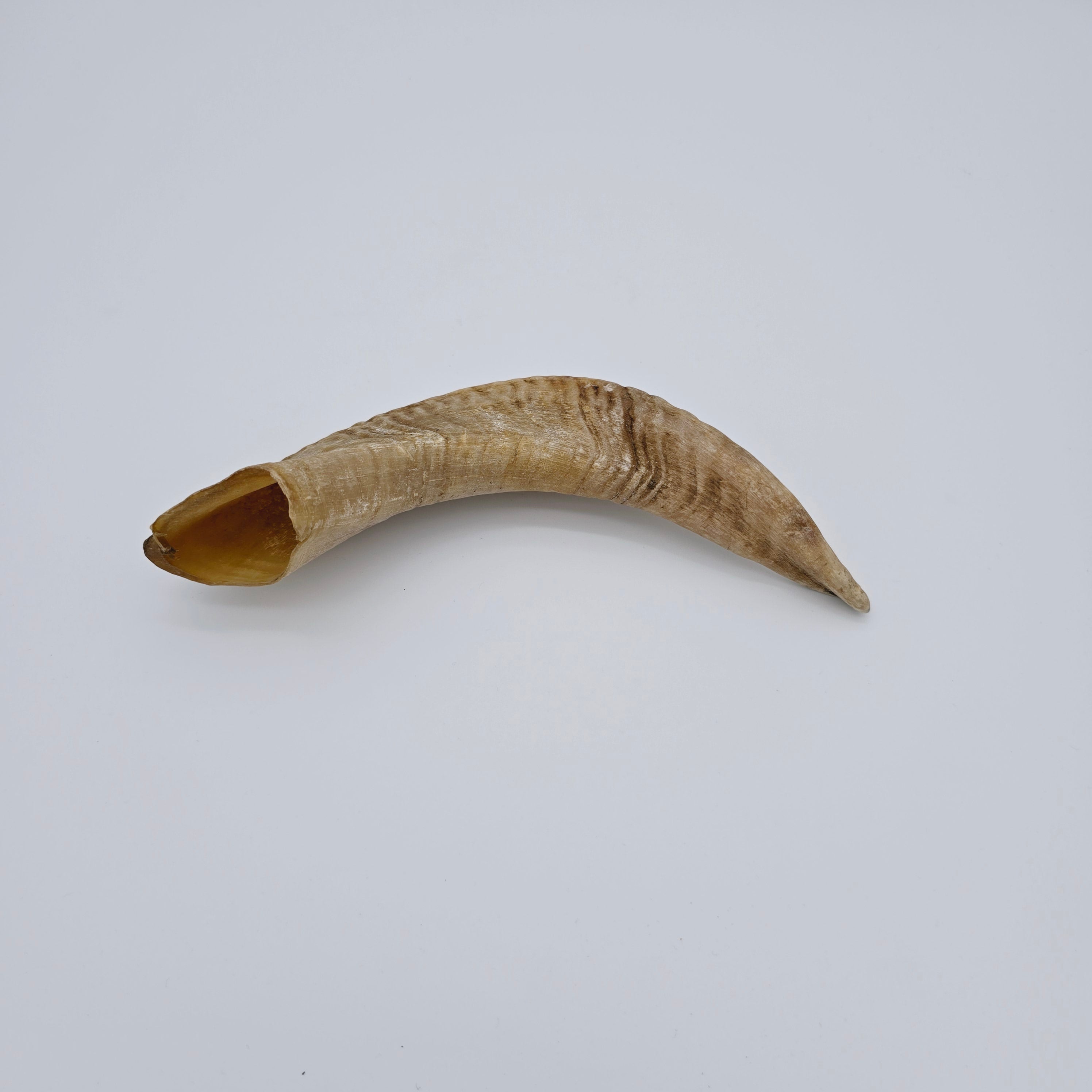 Raw Egyptian Ram's Horns