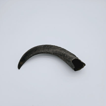 Raw Shofars - For Shofar Factory