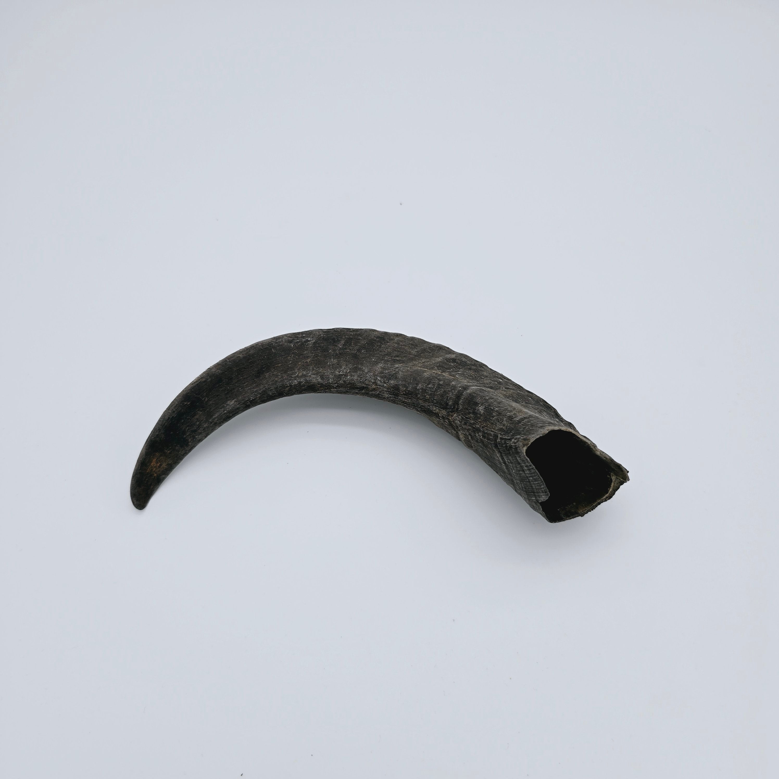 Raw Egyptian Ram's Horns