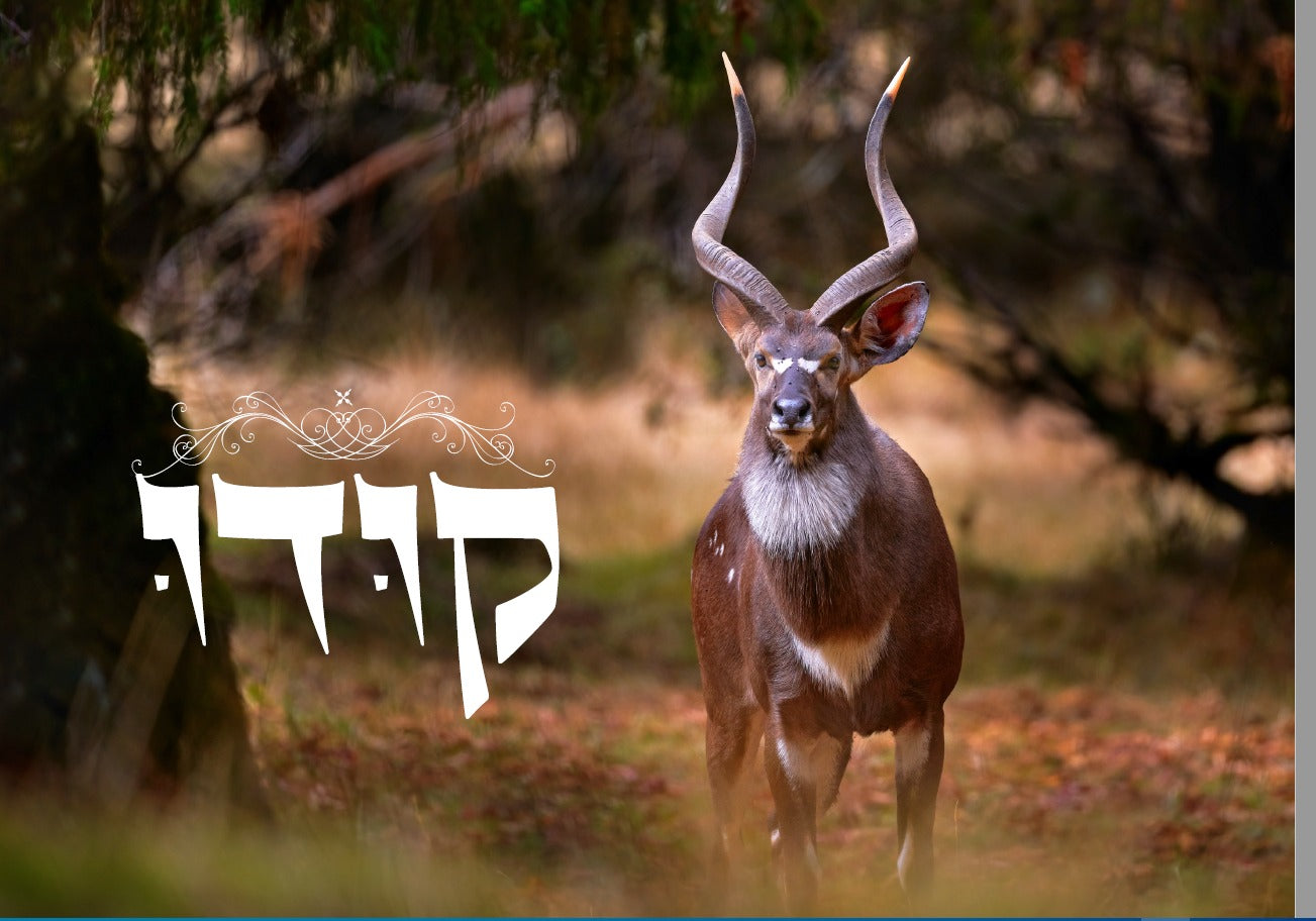 Shofar Factory Display Set