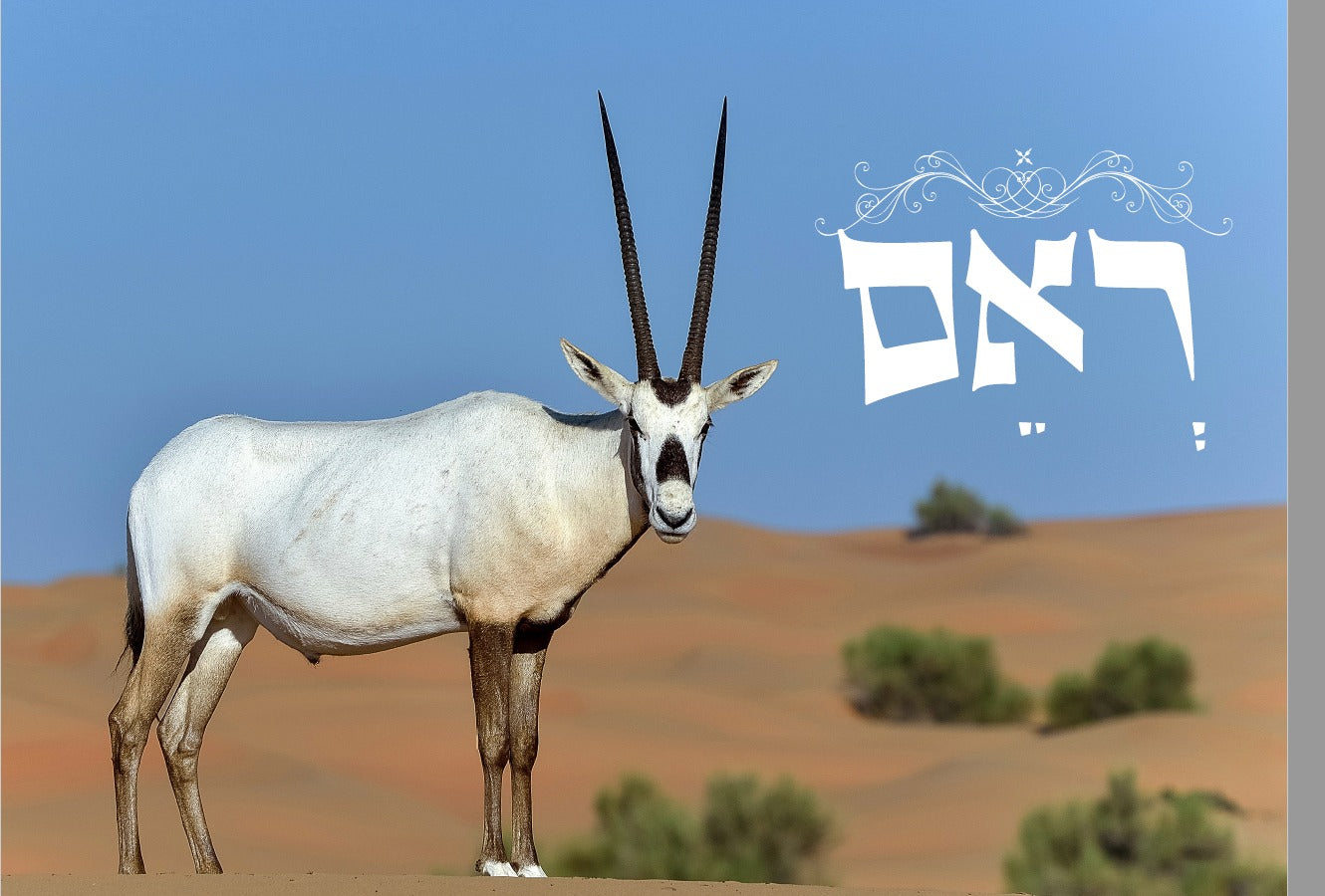 Shofar Factory Display Set