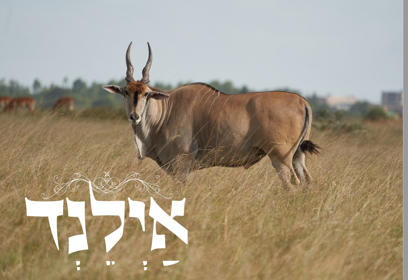 Shofar Factory Display Set
